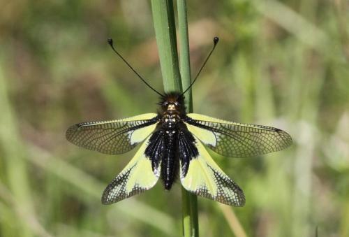 Réf. 303 501 : Libelloides coccajus